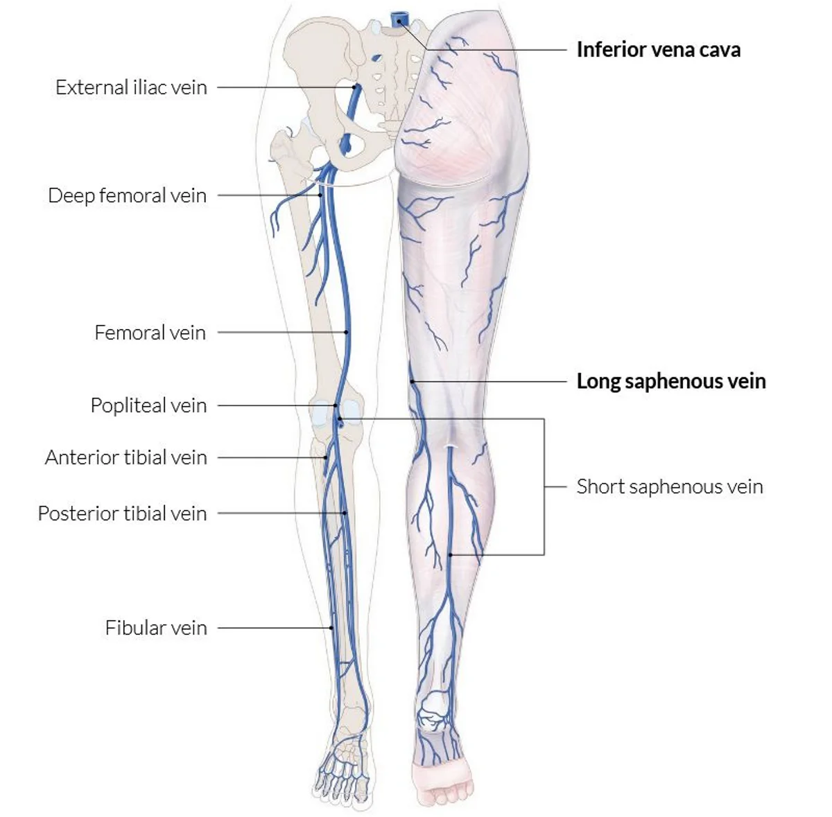 Veins of the lower limb: the deep system (anterior and posterior tibial, fibular, popliteal, femoral, deep femoral and external iliac veins to the inferior vena cava) and the superficial system (the long and short saphenous veins).