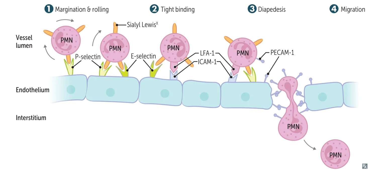 Leukocyte extravasation: (1) margination and rolling (selectins/Sialyl Lewis-X), (2) tight adhesion (integrins LFA-1/ICAM-1), (3) diapedesis (PECAM-1/CD31), (4) migration by chemotaxis.