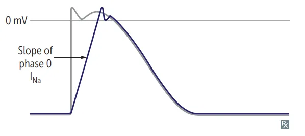 Class IC effect on the ventricular action potential: strong sodium blockade markedly reduces the slope of phase 0, while the action potential duration is essentially unchanged from the untreated grey trace.