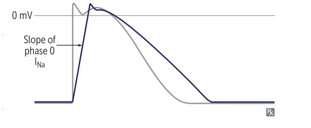 Class IA effect on the ventricular action potential: moderate sodium blockade reduces the slope of phase 0, and accompanying potassium blockade prolongs the action potential duration, so repolarization is later than the untreated grey trace. This is what lengthens the QT and creates the torsades risk.