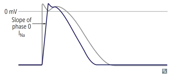 Class IB effect on the ventricular action potential: weak sodium blockade slightly reduces the slope of phase 0, and the action potential duration is shortened relative to the untreated grey trace, repolarizing earlier.