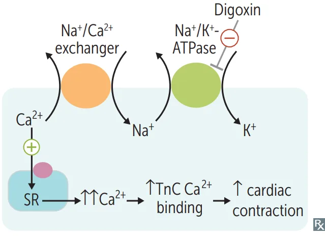 Digoxin mechanism at the myocyte membrane. Digoxin inhibits the Na+/K+-ATPase, so intracellular sodium rises; the Na+/Ca2+ exchanger, which depends on the sodium gradient, then stalls, so intracellular calcium rises. More calcium is loaded into the sarcoplasmic reticulum, more binds troponin C, and cardiac contraction increases.