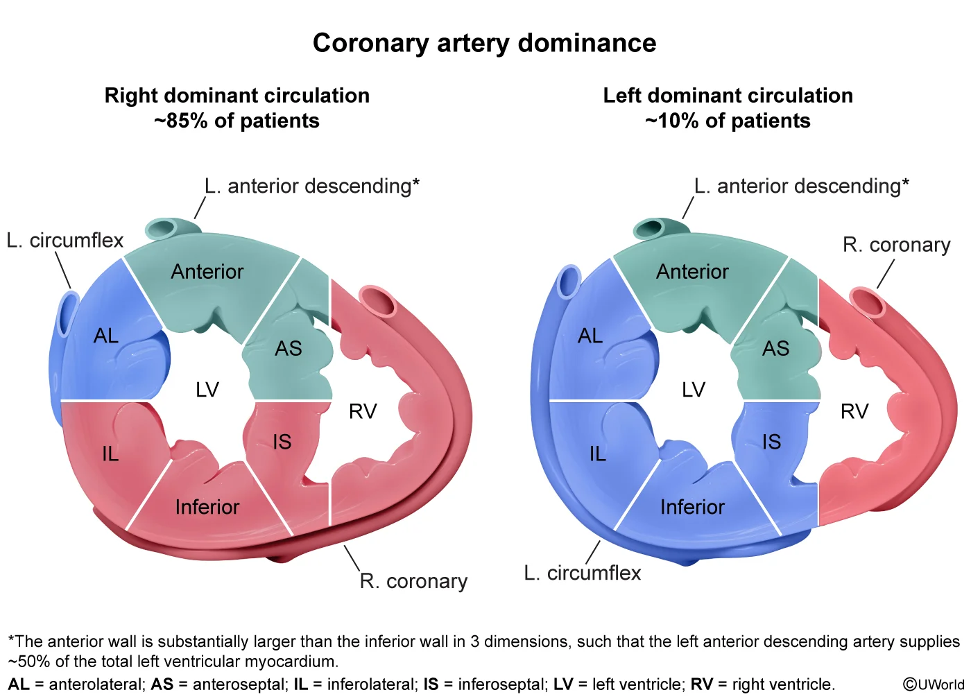 Coronary dominance drawn as a short-axis slice of the ventricles, so the territories can be compared directly. In the right-dominant pattern, about 85 percent of people, the right coronary artery (red) supplies the inferior wall through the posterior descending artery. In the left-dominant pattern, about 10 percent, that same inferior territory is taken over by the left circumflex (blue) instead. The left anterior descending (green) supplies the anterior and anteroseptal walls in both, and the footnote records that the anterior wall is large enough that the LAD accounts for roughly half the total left ventricular myocardium.