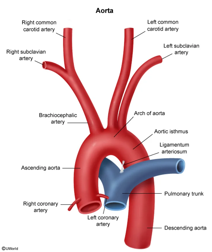 The aorta and its three segments. The ascending aorta gives off the right and left coronary arteries and nothing else. The arch gives three vessels in order: the brachiocephalic (innominate) artery, which divides into the right subclavian and right common carotid, then the left common carotid, then the left subclavian. Just beyond the left subclavian lies the aortic isthmus, tethered by the ligamentum arteriosum, which is the narrow segment where coarctation occurs and where the aorta tears in deceleration injury. Beyond that it continues as the descending thoracic aorta.