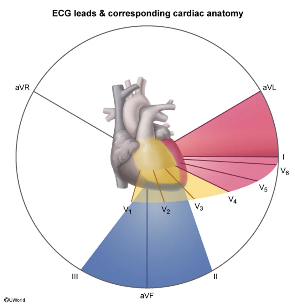 ECG leads and the part of the heart each one looks at: the inferior leads II, III and aVF look up at the inferior wall; I, aVL, V5 and V6 look at the lateral wall; V1 to V4 look at the septum and anterior wall.