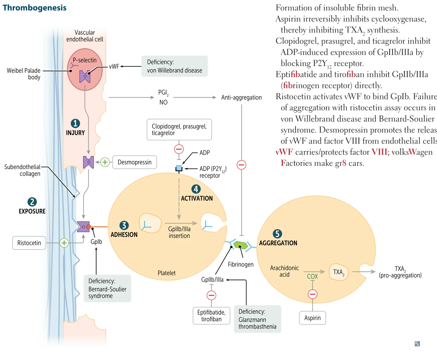 Thrombogenesis and drug targets: vWF-GpIb adhesion (deficient in von Willebrand disease and Bernard-Soulier syndrome); GpIIb/IIIa-fibrinogen aggregation (deficient in Glanzmann thrombasthenia). Drug sites: aspirin (COX), clopidogrel/prasugrel/ticagrelor (P2Y12), eptifibatide/tirofiban (GpIIb/IIIa), ristocetin (activates vWF).