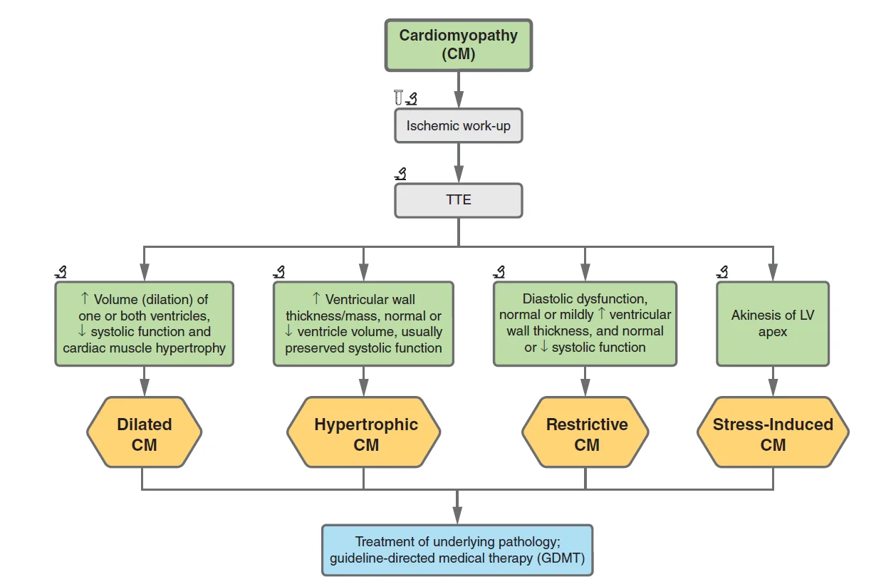 Working up a cardiomyopathy: an ischemic workup, then a transthoracic echo sorts it. Dilated: larger chambers with thin walls and reduced systolic function. Hypertrophic: thick left ventricular walls, normal or small cavity, usually preserved systolic function. Restrictive: diastolic dysfunction with normal or mildly thick walls and normal or slightly reduced systolic function. Stress-induced: akinesis of the apex. All get treatment of the underlying disease and guideline-directed therapy.
