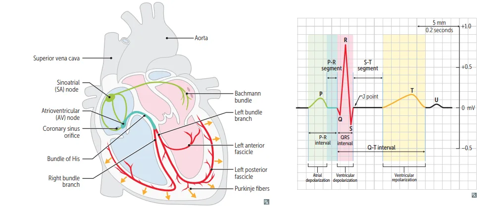 Left: the conduction pathway, SA node to Bachmann bundle and internodal tracts, AV node beside the coronary sinus orifice, bundle of His, right bundle branch and the left anterior and posterior fascicles, then Purkinje fibers. Right: a labelled ECG complex showing the P wave, PR segment and interval, QRS, J point, ST segment, T wave, U wave and QT interval, mapped onto atrial depolarization, ventricular depolarization and ventricular repolarization, with one large box equal to 0.2 seconds.