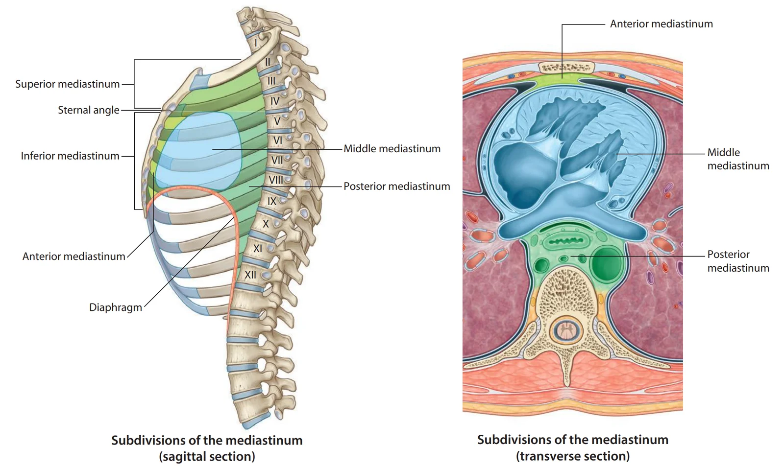 Subdivisions of the mediastinum. Left, sagittal section: the superior mediastinum lies above the sternal angle; below it the inferior mediastinum splits into anterior (in front of the heart), middle (the heart in its pericardium) and posterior (behind the heart, in front of the spine). Right, transverse section at heart level showing the same three compartments.