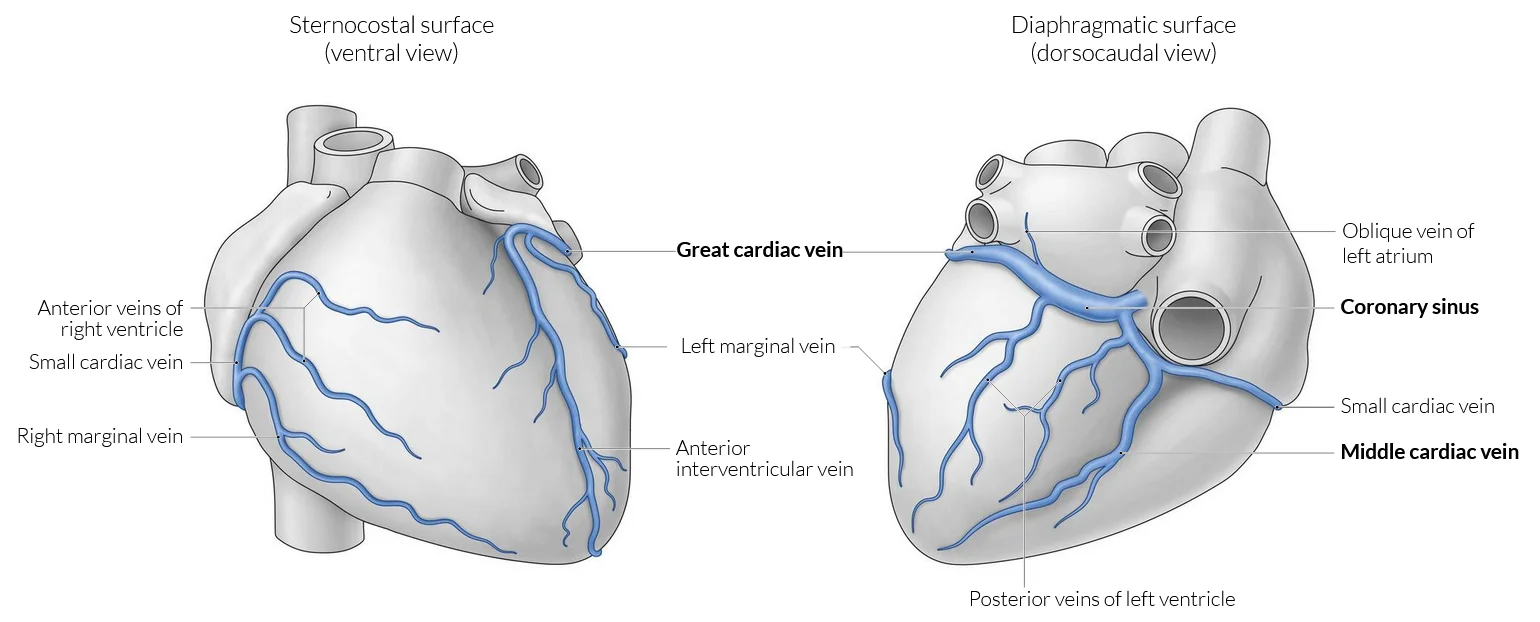 Cardiac veins. Front view (left): the great cardiac vein runs up beside the left anterior descending artery, and the small cardiac vein runs with the right marginal artery. Diaphragmatic view (right): the great, middle and small cardiac veins all empty into the coronary sinus, which runs in the posterior atrioventricular groove and opens into the right atrium.